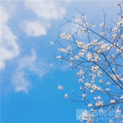 果盘斗罗虎皇传说手游下载